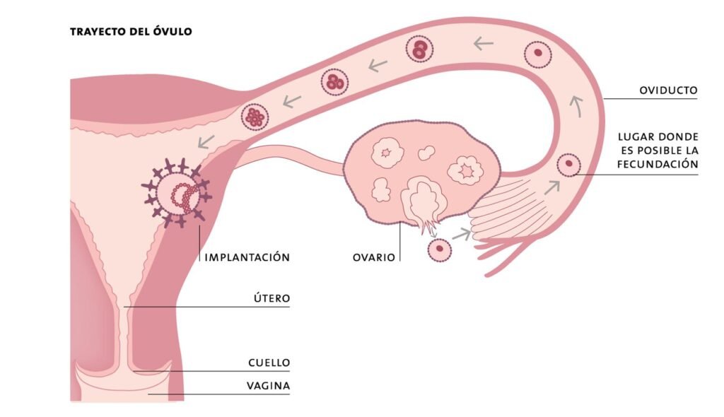 Ondas de producción de esperma