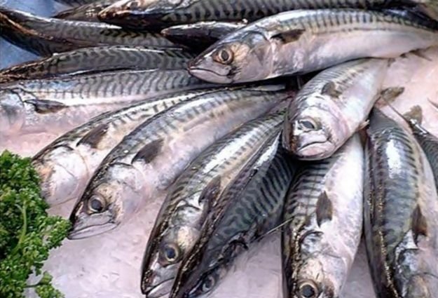 Cuáles son los beneficios del pescado graso para la salud humana