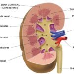 Función principal de la pelvis renal renal