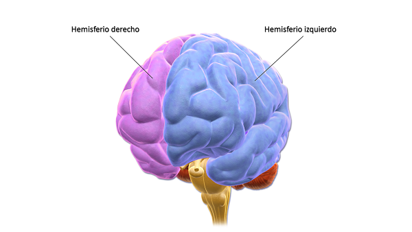 Lóbulos humanos del cerebro posición y funciones