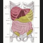 Orden del sistema digestivo desde la boca hasta el ano