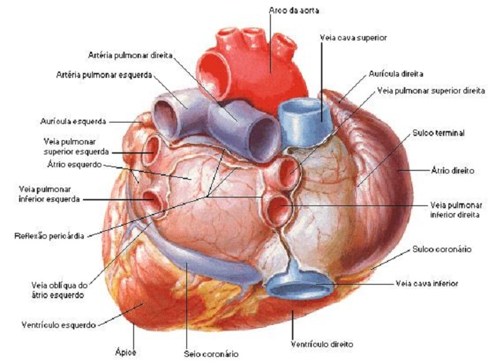 drenaje venoso pulmonar anomalo total