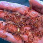 krill aceite beneficios artritis