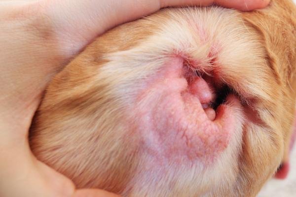 otitis externa sintomas tratamiento