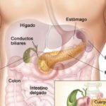 pancreas funcion de humano cuerpo