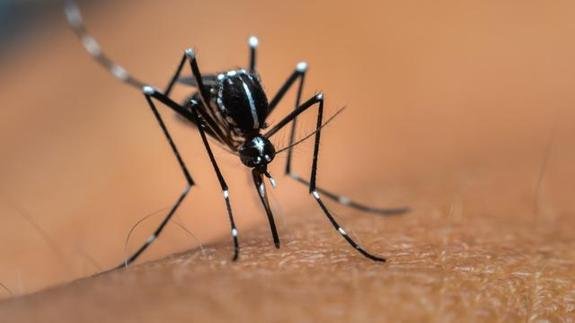 brote-de-fiebre-del-dengue-7-senales-de-advertencia