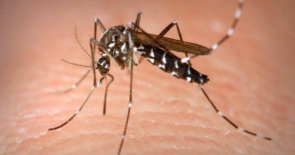 sintomas-de-la-malaria-factores-de-riesgo-y-prevencion