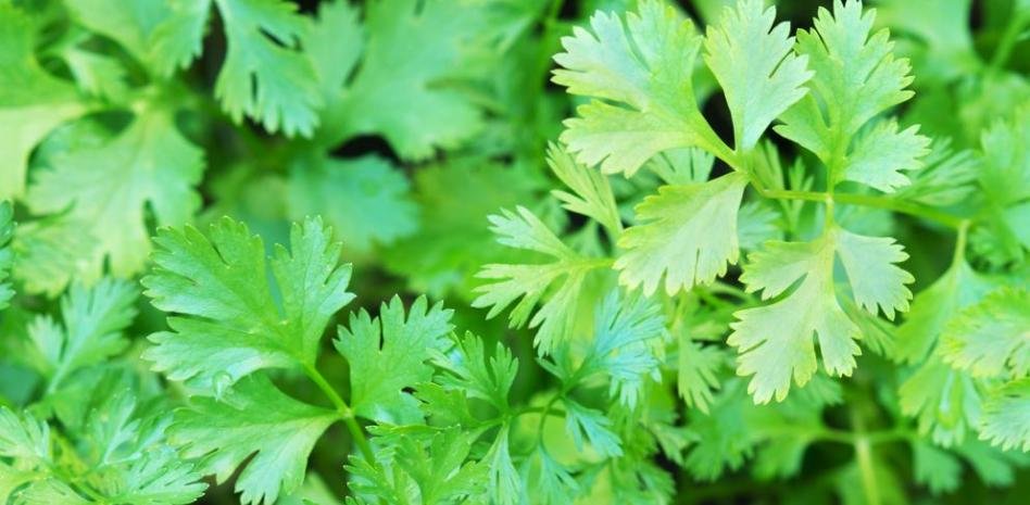 19-beneficios-para-la-salud-aceite-de-semillas-de-hojas-de-cilantro