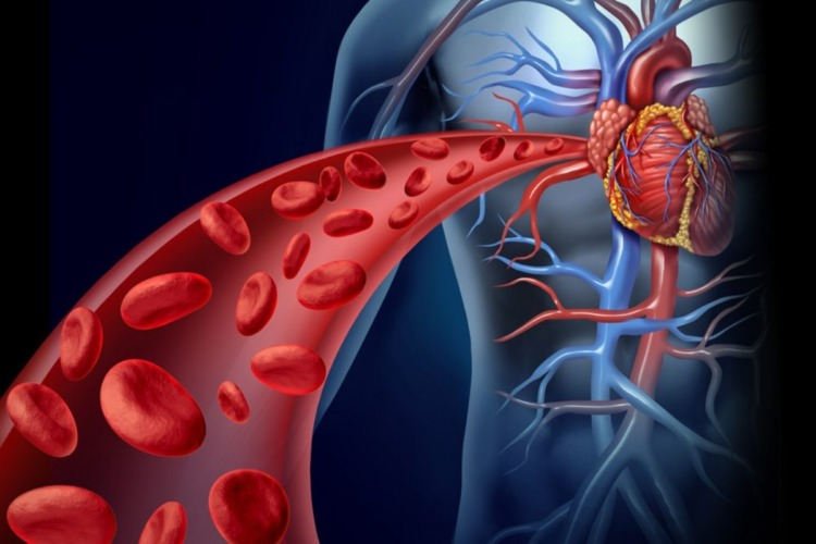 el-estudio-de-la-enfermedad-cardiaca-del-colesterol-no-muestra-ninguna-conexion