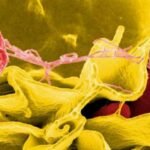 enfermedades-infecciosas-resistencia-a-los-antibioticos-creciente-amenaza-mundial