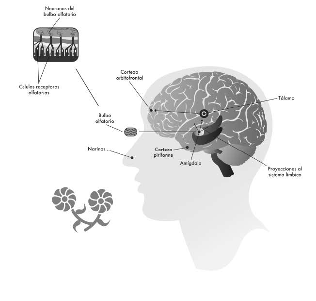 la-obesidad-provoca-percepcion-y-pruebas