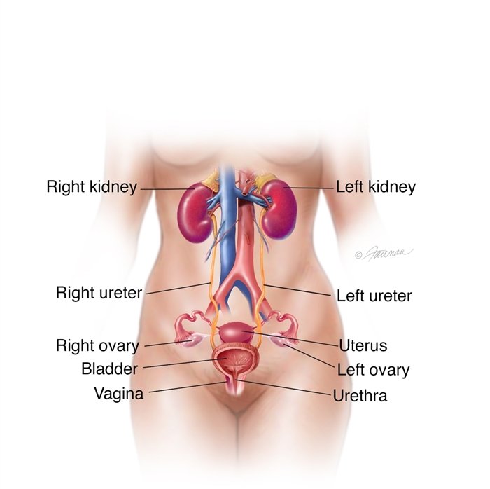 sintomas-de-obstruccion-ureteral-causas-tratamiento